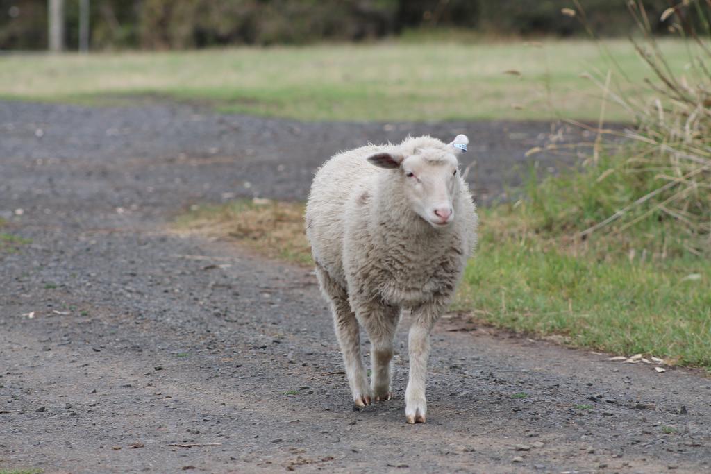 Ventnor Bimbadeen Phillip Island Farm Retreats מראה חיצוני תמונה